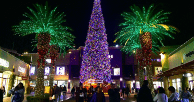 5 of the Tallest Christmas Trees in the U.S.