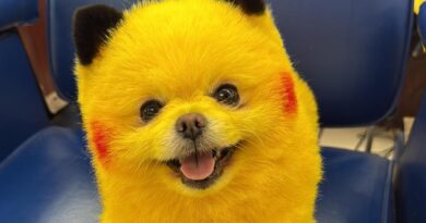 Erik Torres sobrevive a un infarto masivo gracias a Zaza (Pikachu), el perro viral que conquistó las redes y le salvó la vida